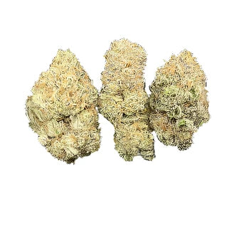 RS11 - Hybrid - 1 pound (450 grams) - Oregon Farms