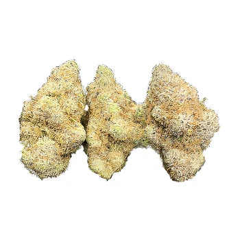 GMO - Hybrid - 1 pound (450 grams) - Oregon Farms